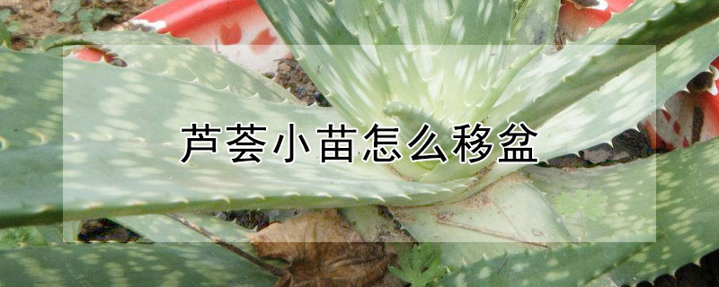 芦荟小苗怎么移盆 芦荟小苗怎么移盆最好