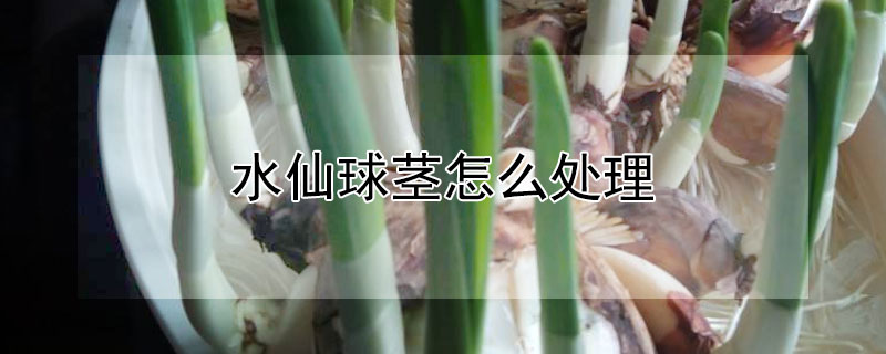 水仙球茎怎么处理（水仙球茎怎么处理视频）