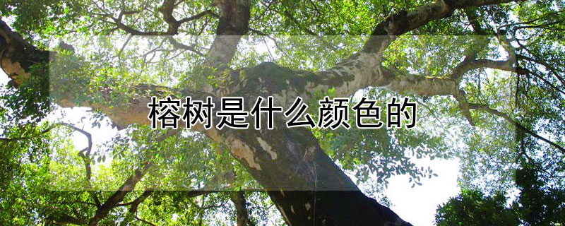 榕树是什么颜色的（榕树是什么颜色的叶子）