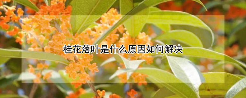 桂花落叶是什么原因如何解决 桂花落叶是怎么回事