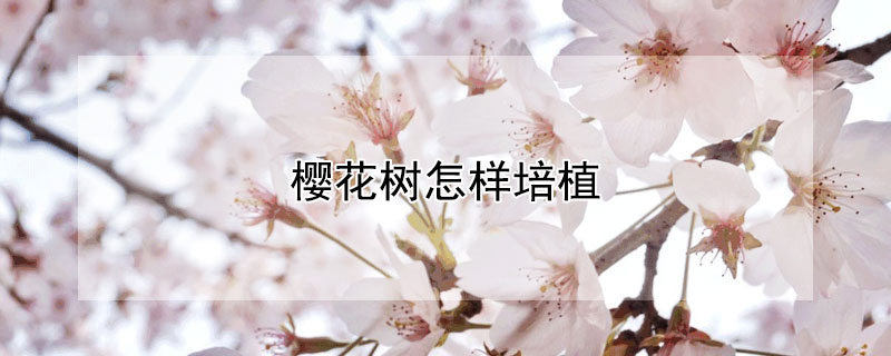 樱花树怎样培植 樱花树苗怎么培育