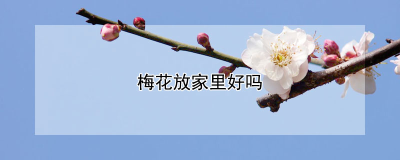 梅花放家里好吗 梅花放家里的寓意