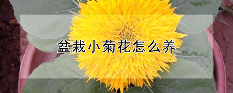 盆栽小菊花怎么养 盆栽小菊花怎么养护