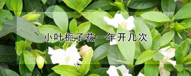 小叶栀子花一年开几次（小叶栀子花几年才能开花?）