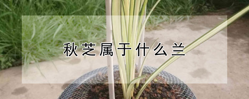 秋芝属于什么兰 秋芝属于什么兰科植物