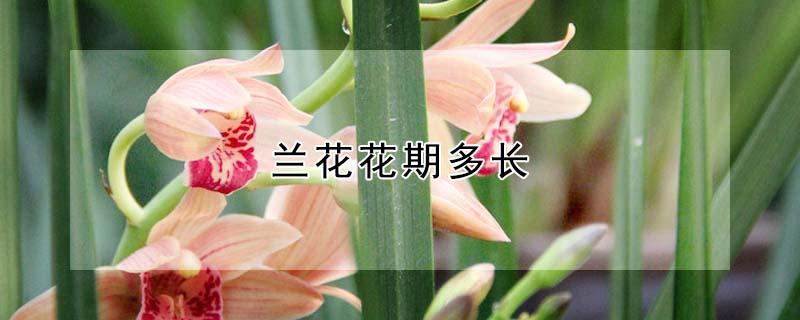 兰花花期多长（兰花花期多长时间）