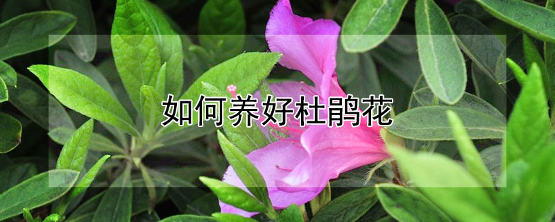 如何养好杜鹃花（如何养好杜鹃花盆景）