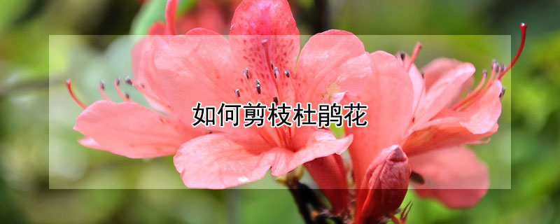 如何剪枝杜鹃花（怎么剪杜鹃花）