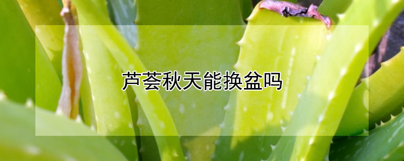 芦荟秋天能换盆吗 芦荟秋天几天浇一次水