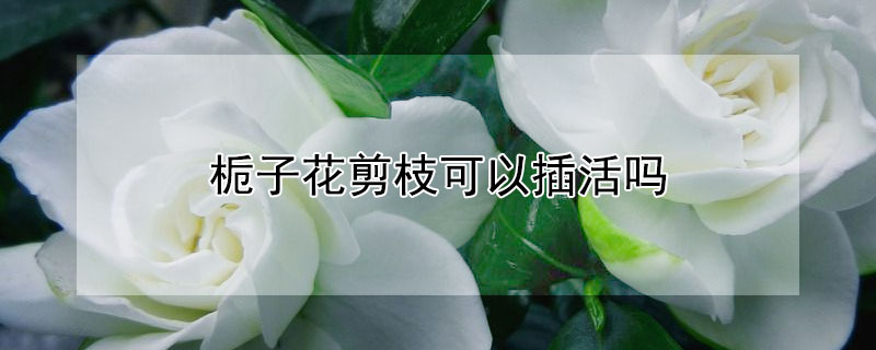 栀子花剪枝可以插活吗 栀子花剪枝可以插活吗图片