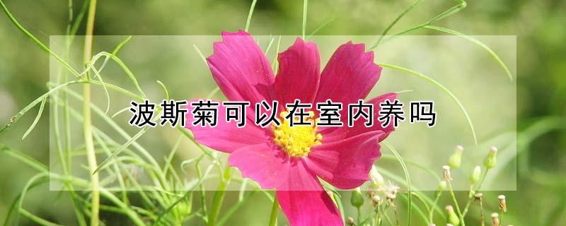 波斯菊可以在室内养吗 波斯菊可以在家养吗