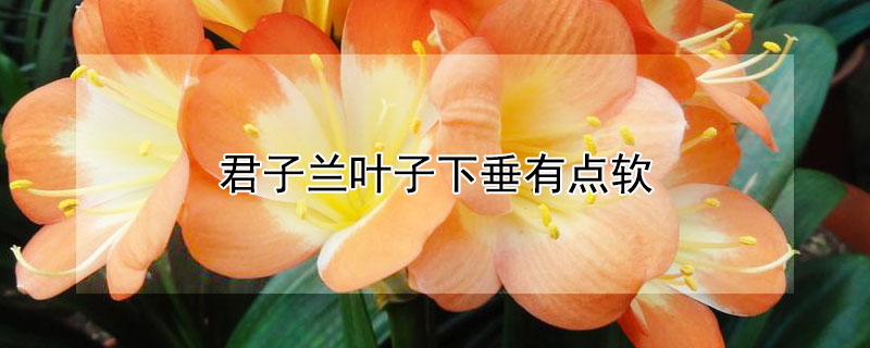 君子兰叶子下垂有点软（君子兰叶子下垂有点软怎么办）