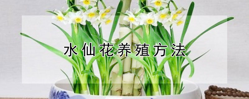 水仙花养殖方法（水仙花养殖方法与技巧）