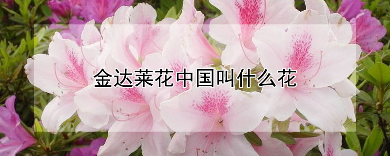 金达莱花中国叫什么花 金达莱花还叫什么名字