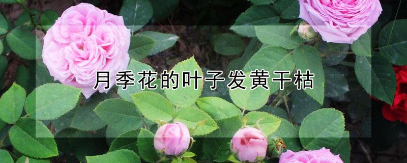 月季花的叶子发黄干枯（月季花叶子发黄干枯怎么治好）