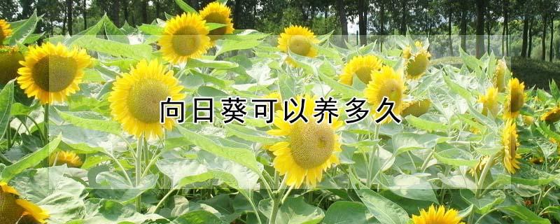 向日葵可以养多久 向日葵鲜花如何水养