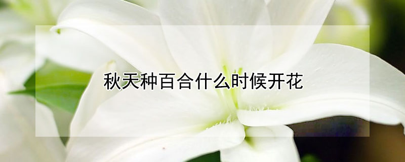 秋天种百合什么时候开花（秋天种百合什么时候开花）