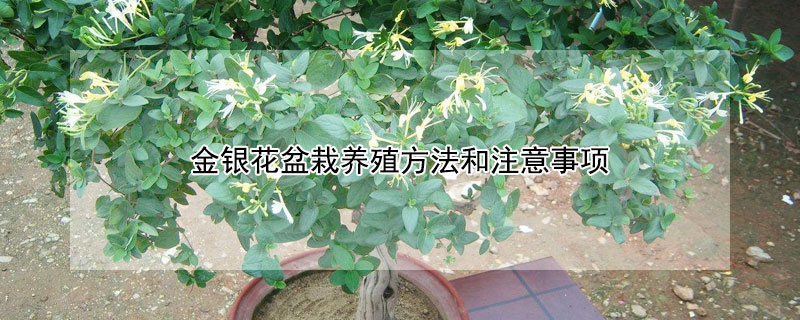 金银花盆栽养殖方法和注意事项（金银花叶子发黄怎么回事）