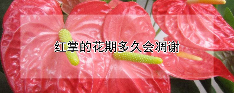 红掌的花期多久会凋谢（红掌花期过了怎么处理）