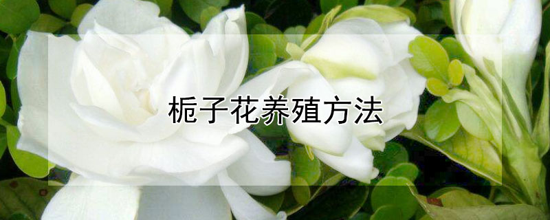 栀子花养殖方法（栀子花养殖方法注意事项）