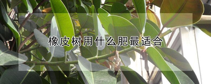 橡皮树用什么肥最适合（橡皮树用什么肥最适合冬天用）