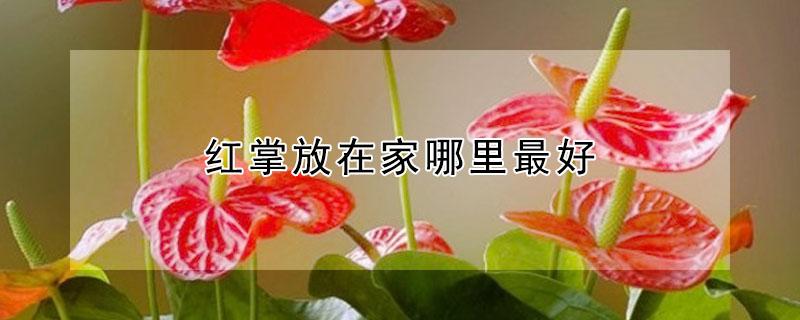 红掌放在家哪里最好 红掌放在家摆哪里最好