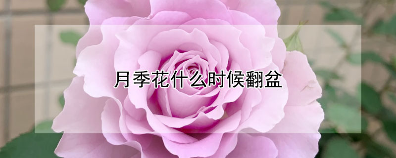 月季花什么时候翻盆（月季花翻盆什么季节合适）