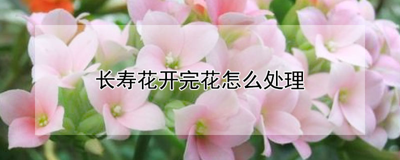 长寿花开完花怎么处理（长寿花开完花怎么处理好看）