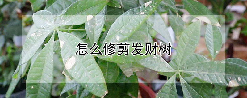 怎么修剪发财树（怎么修剪发财树好看）