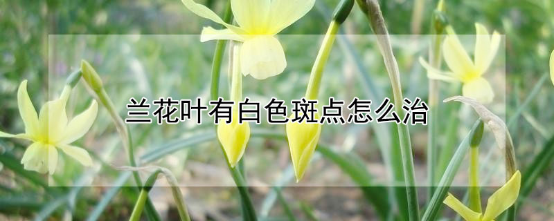 兰花叶有白色斑点怎么治（兰花叶有白色斑点怎么治好）