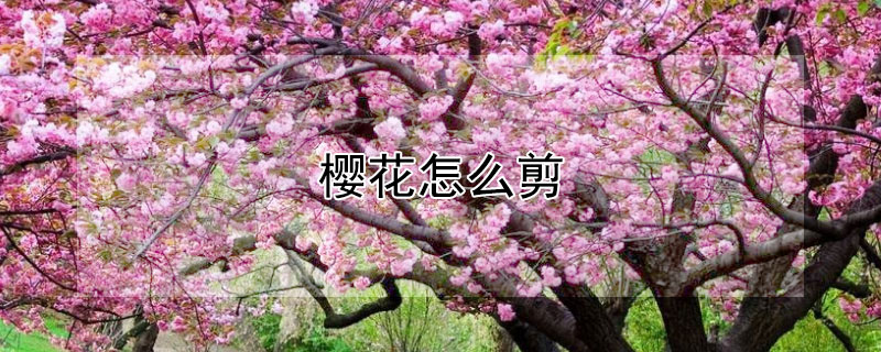 樱花怎么剪（樱花怎么剪纸）