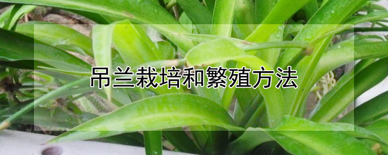 吊兰栽培和繁殖方法 吊兰栽培繁殖方法视频