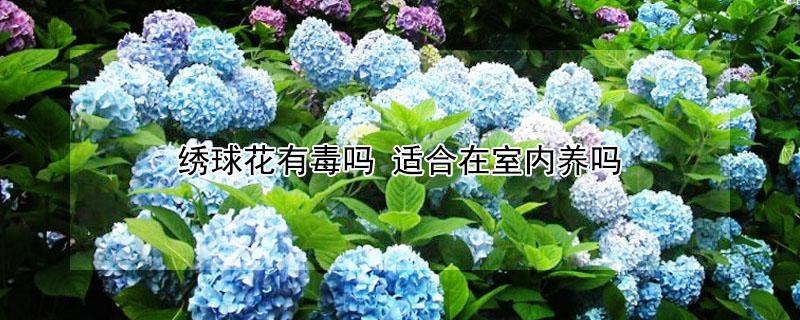 绣球花有毒吗（绣球花有毒吗能在室内养吗）