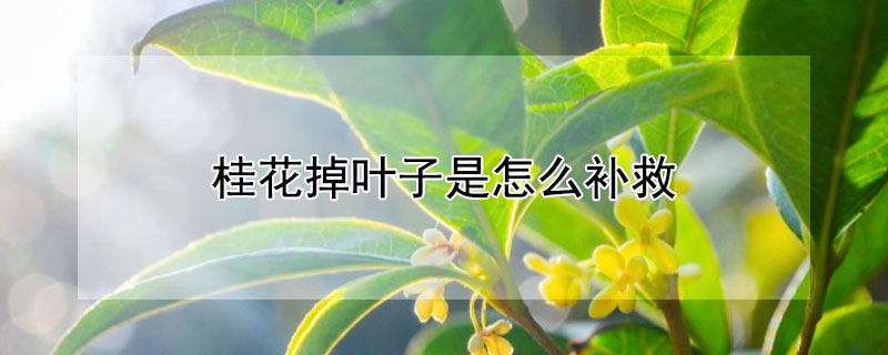 桂花掉叶子是怎么补救（桂花掉叶子是怎么回事怎么补救）