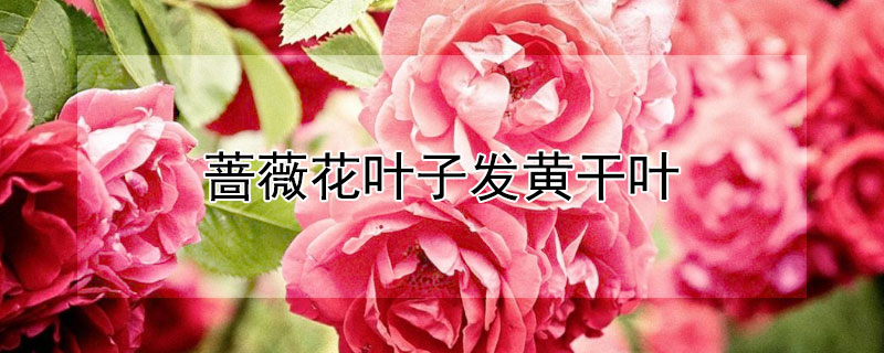 蔷薇花叶子发黄干叶 蔷薇花叶子发黄干叶什么原因