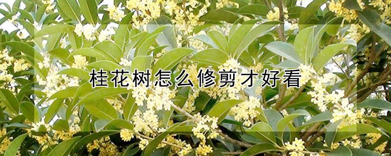 桂花树怎么修剪才好看（桂花树怎么修剪才好看大）