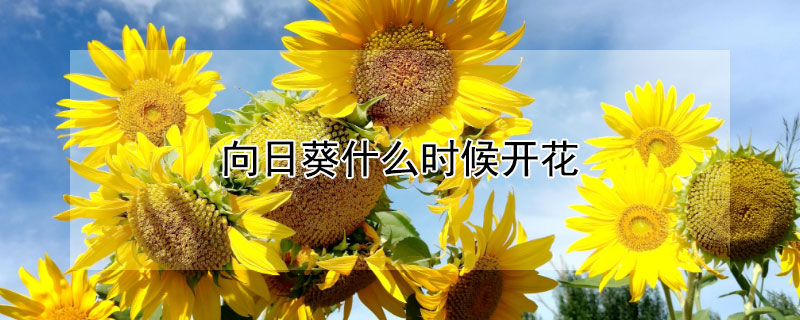 向日葵什么时候开花 向日葵什么时候开花哪个季节