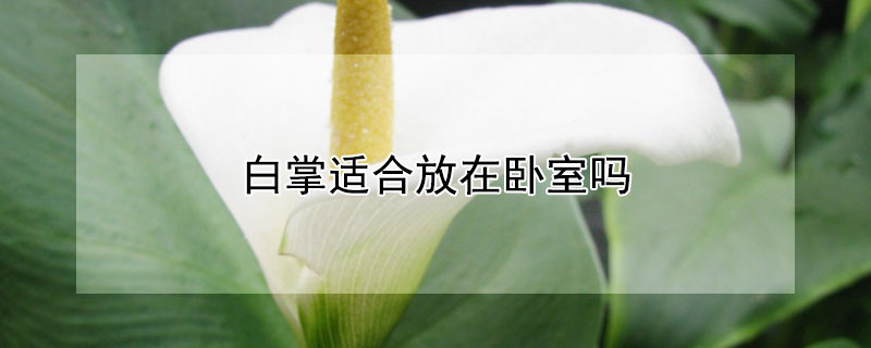 白掌适合放在卧室吗 白掌适合放在卧室吗?