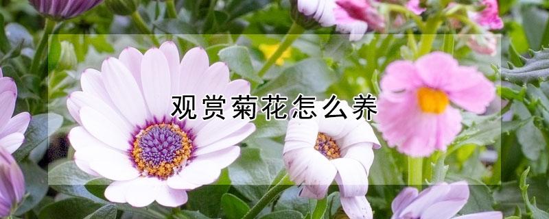 观赏菊花怎么养（观赏菊花怎么种植）