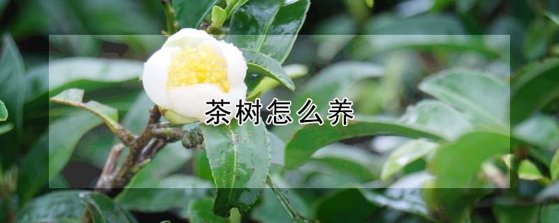 茶树怎么养（茶树怎么养护）