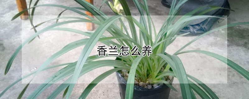 香兰怎么养