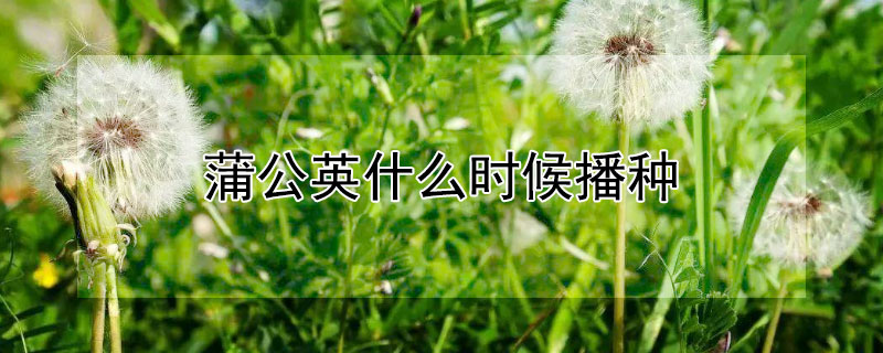 蒲公英什么时候播种（蒲公英什么时候播种子）