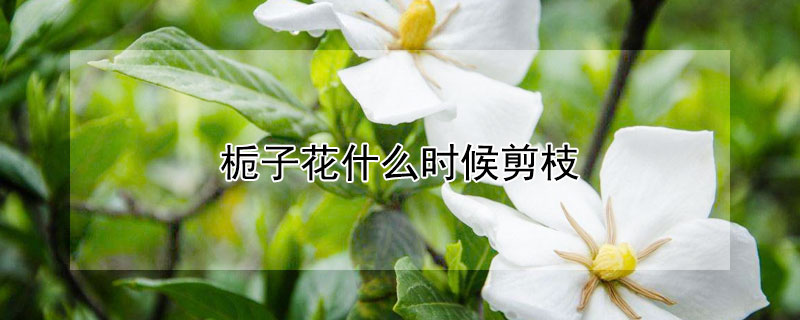 栀子花什么时候剪枝 栀子花什么时候剪枝合适