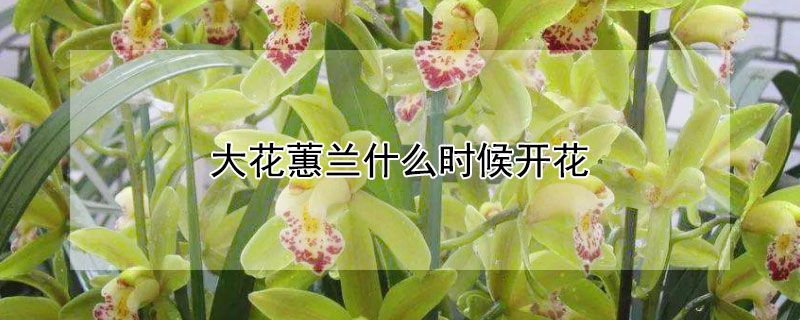 大花蕙兰什么时候开花（大花蕙兰什么时候开花结果）