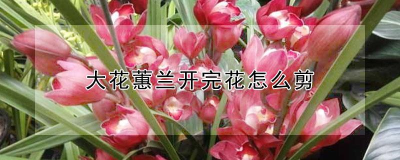 大花蕙兰开完花怎么剪 大花蕙兰开花后剪枝