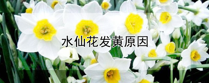 水仙花发黄原因 水仙花发黄怎么回事