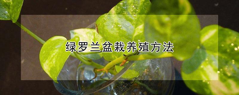 绿罗兰盆栽养殖方法（绿萝剪下来直接就种土了行吗）