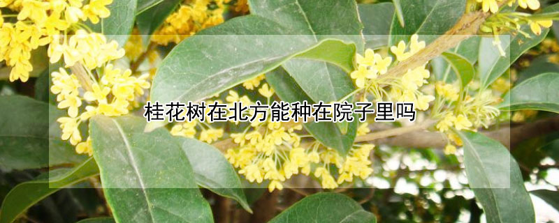 桂花树在北方能种在院子里吗 桂花树在北方室外能过冬吗