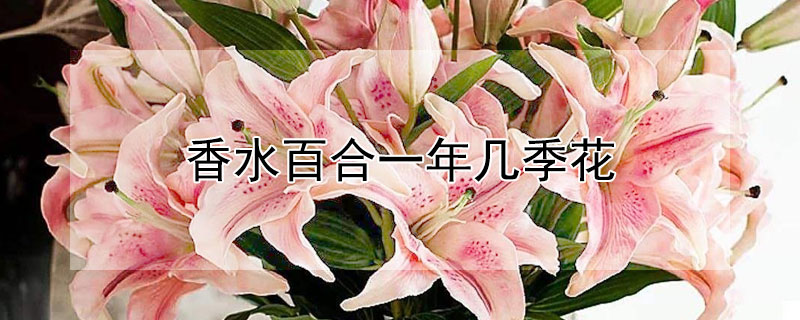 香水百合一年几季花（香水百合一年几季花谢）