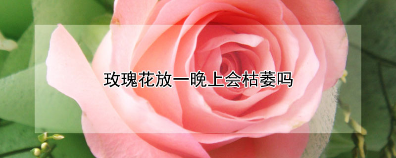 玫瑰花放一晚上会枯萎吗 玫瑰花放一晚上会蔫吗